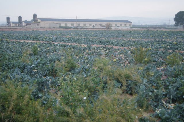 El Pleno debatirá una moción conjunta solicitando medidas a las administraciones central y regional sobre la situación del campo en Totana