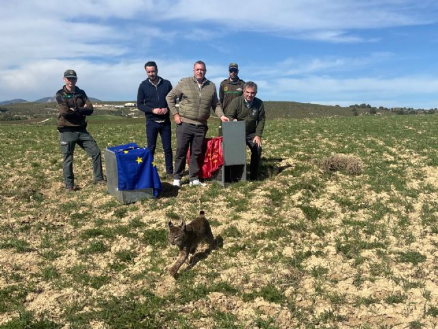 La Región refuerza la población de lince ibérico con la suelta de otros cuatro ejemplares en las Tierras Altas de Lorca