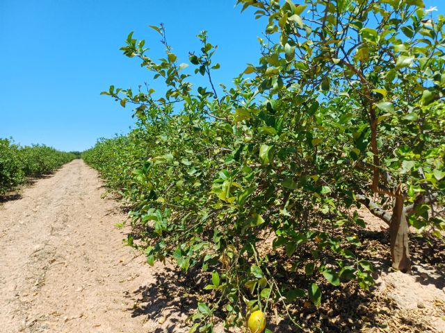 El Gobierno regional pide al Ministerio reforzar la coordinación entre territorios para frenar el virus de la clorosis nervial amarilla en cítricos