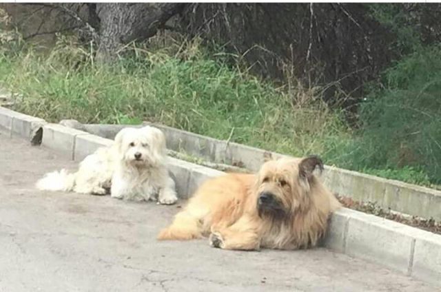 Organizan unas Jornadas de Concienciación Escolar sobre la Tenencia de Animales de Compañía