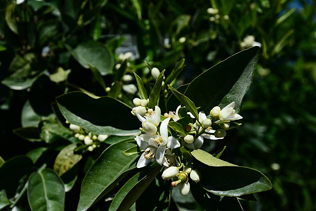En diálogo con los aromas del azahar