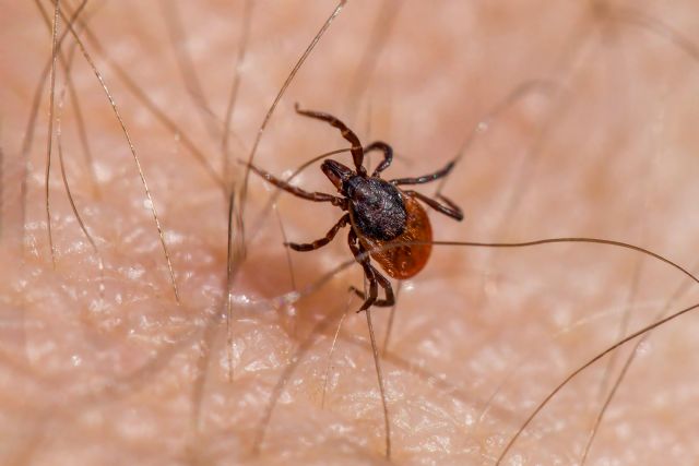 Salud lanza recomendaciones para evitar el contagio de la Enfermedad de Lyme
