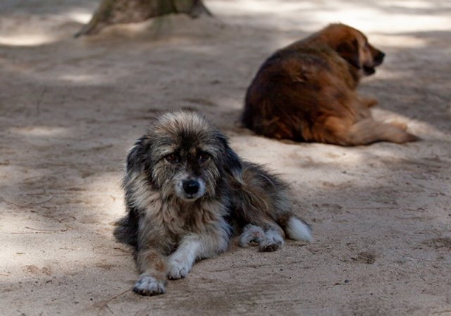 Prorrogan el servicio de recogida de animales abandonados, vagabundos o extraviados; y el transporte y gestión de animales muertos