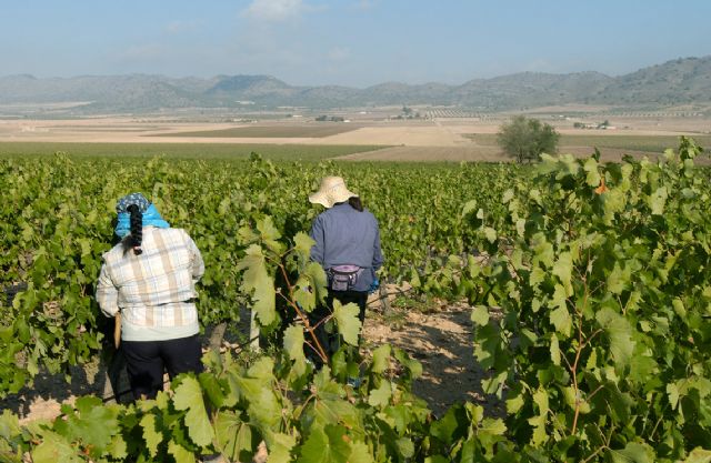 163 viticultores recibirán cerca de 1,2 millones de euros de ayudas para la cosecha en verde