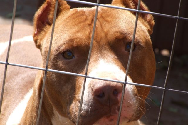 La Concejalía de Sanidad ha diligenciado un total de 50 licencias sobre tenencia de animales potencialmente peligrosos