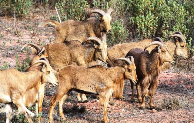 IU-Verdes Totana denuncia la situación de los arruís en el Parque Natural de Sierra Espuña