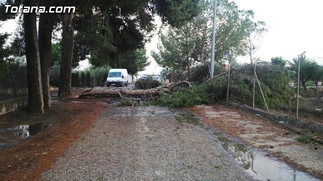 Bomberos intervienen para retirar una rama de un árbol de grandes dimensiones, que estaba cortando una carretera