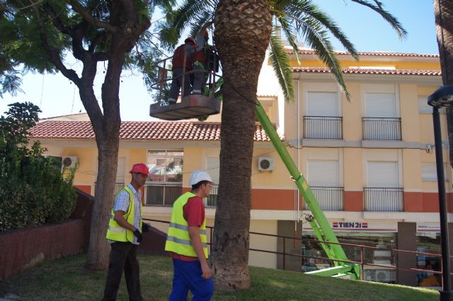 Realizan un plan de poda y mantenimiento de las palmeras en los parques y jardines de Totana