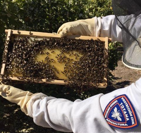 La Unidad de Apicultura de Protección Civil de Totana activa el dispositivo de recogida de enjambres de abejas