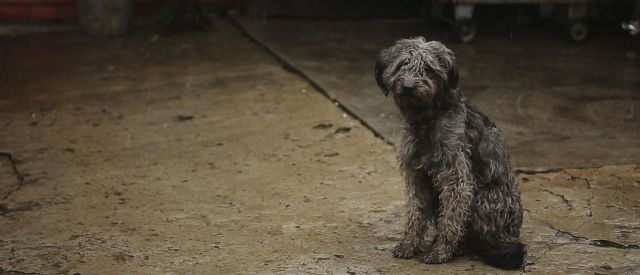 Alertan de que la cifra de abandonos de perros y gatos se estanca en España