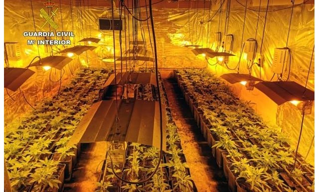 La Guardia Civil y Policía Local desmantelan un invernadero 'indoor', con cerca de un millar de plantas de marihuana en Totana