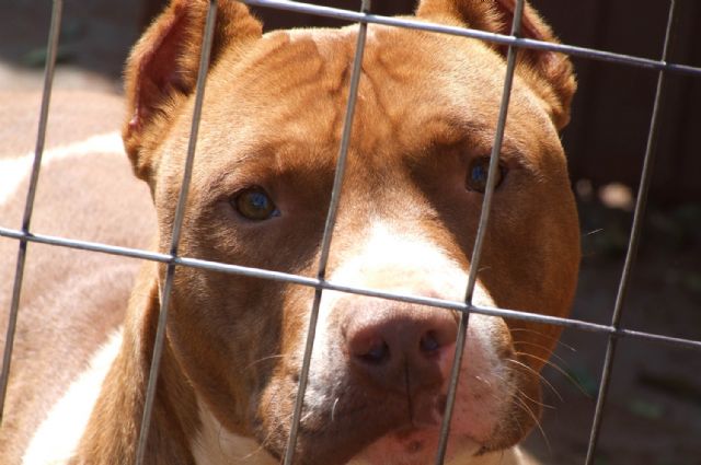El Ayuntamiento de Totana tramita en lo que va de año ocho expedientes de licencia para la tenencia de animales potencialmente peligrosos