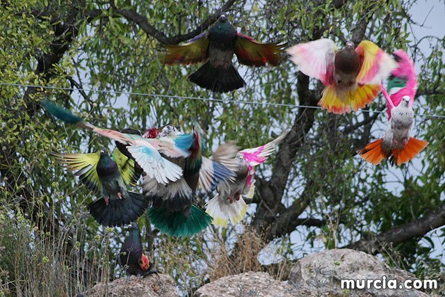 Se prohibe el vuelo de palomas no destinadas a la práctica deportiva durante la celebración de entrenamientos y competiciones oficiales de colombicultura
