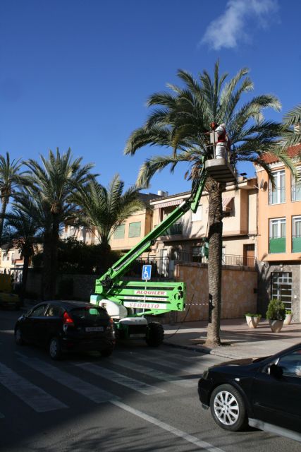 Realizan labores de poda y mantenimiento de la población de palmeras en la vía pública, y parques y jardines de la población