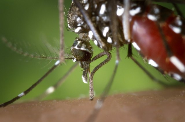 El Ayuntamiento participa en el Sistema Regional de Vigilancia Entomológica del Mosquito Tigre