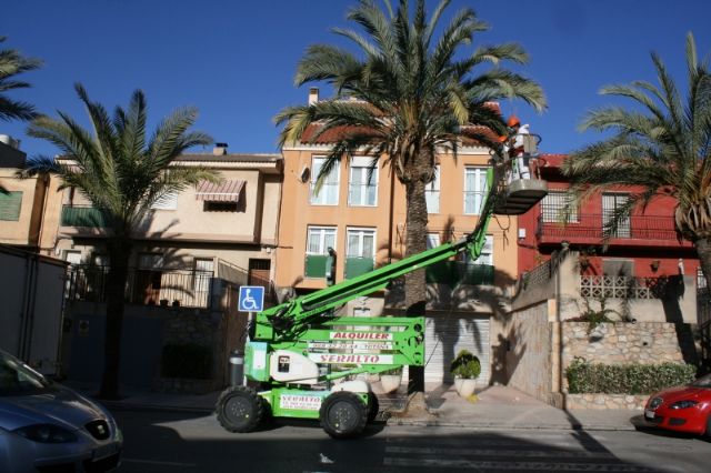 Mañana se cortará al tráfico la avenida de Lorca durante la mañana martes por trabajos de tala y poda de la población de palmeras