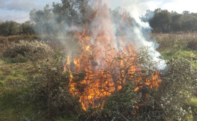 Se prohíben las quemas agrícolas y sólo se autorizan de forma excepcional por un riesgo fitosanitario comprobado