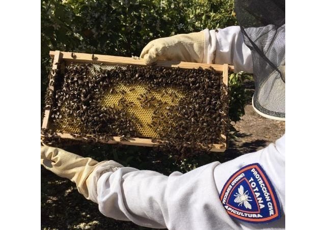 La Unidad de Apicultura de Protección Civil de Totana activa el dispositivo de recogida de enjambres de abejas coincidiendo con la floración primaveral