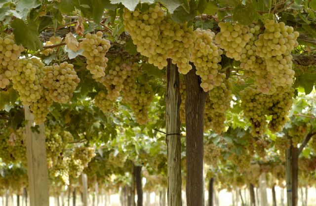 COATO espera la campaña de la uva de mesa con gran expectación y confía en un producto de calidad