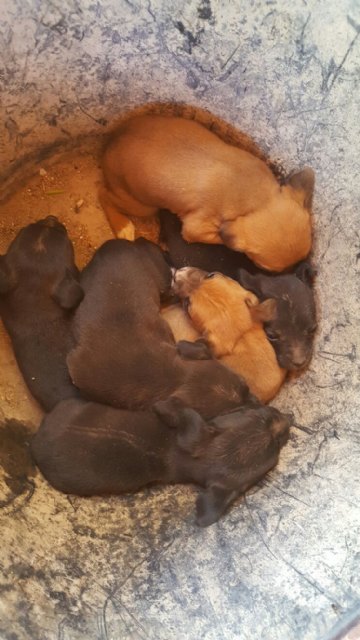 El pasado mes de Junio miembros de las peñas Eclipse y Chapas hallaron en un contenedor una camada de cachorros abandonados