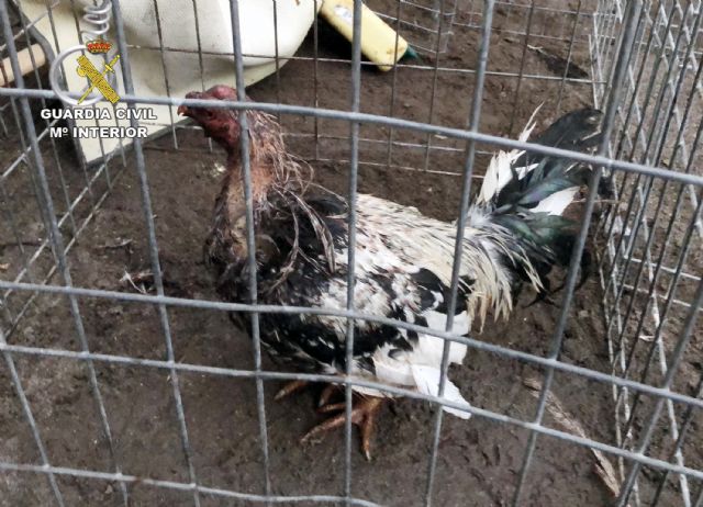 La Guardia Civil desmantela en Totana un tentadero ilegal dedicado a peleas de gallos